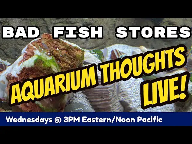Video thumbnail for Bad Fish Stores - Aquarium Thoughts LIVE #20-01