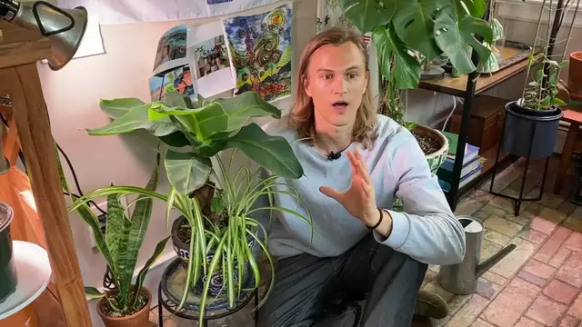 Video thumbnail for Top 3 Easy Cool Houseplants in My Urban Jungle