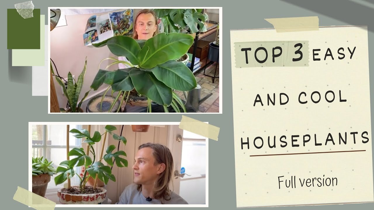 Video thumbnail for Top 3 Easy Cool Houseplants in My Urban Jungle