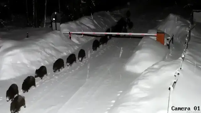 Video thumbnail for Wild boars make an unexpected appearance at Leningrad holiday village