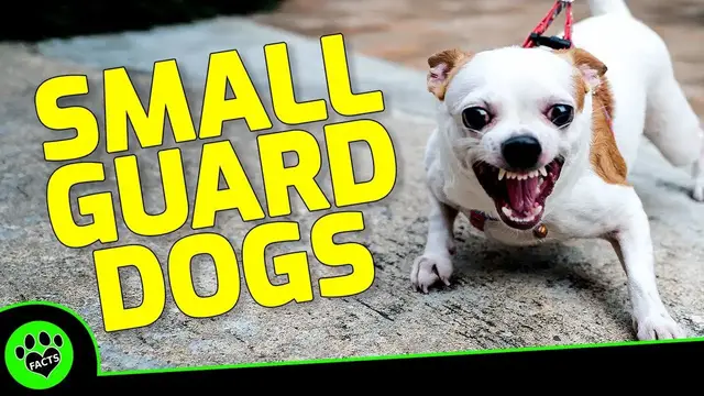 'Video thumbnail for Small but Mighty: Top 7 Small Guard Dog Breeds That Pack a Punch'
