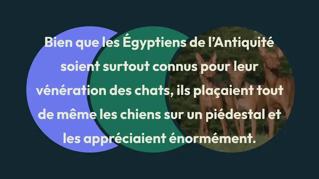 Video thumbnail for 6 incroyables races de chiens égyptiens
