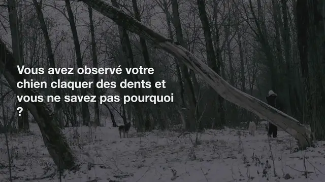 Video thumbnail for Pourquoi mon chien claque-t-il des dents ?
