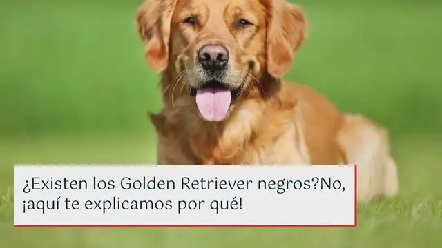 Video thumbnail for ¿Existen los Golden Retriever negros? No, ¡aquí te explicamos por qué!