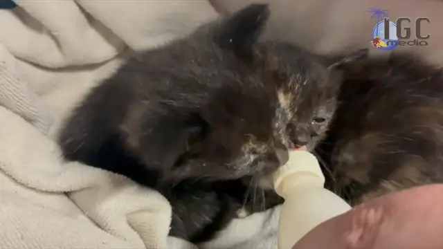 Video thumbnail for Kleine Katzen brauchen Hilfe