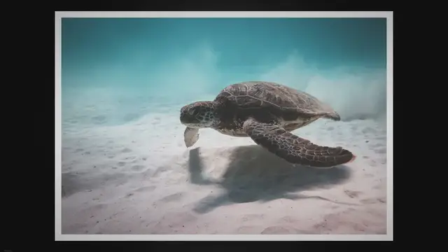 Video thumbnail for Calamari Vs Squid: Unraveling the Similarities and Differences