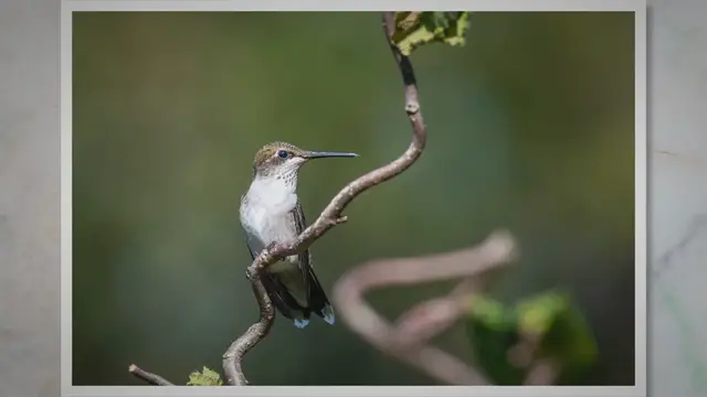 Video thumbnail for Feathers and Forests: Unveiling the Fascinating World of Birds in Temperate Environments