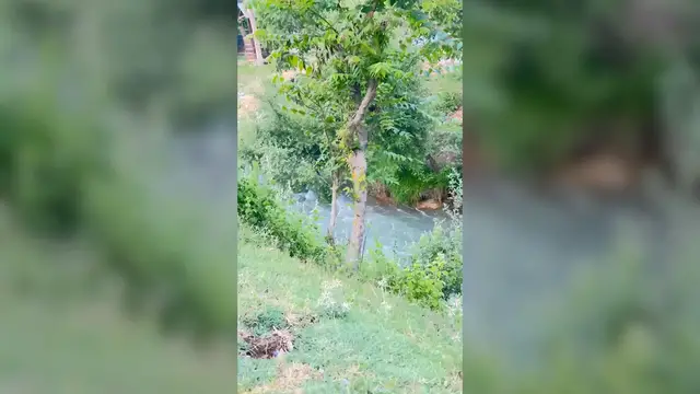 'Video thumbnail for Rare otter sighting in Lidder River, Indian-administered Kashmir'