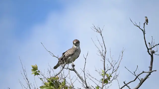 Video thumbnail for Türkiye: Small but fearless: Shrike defends nest against towering snake eagle.