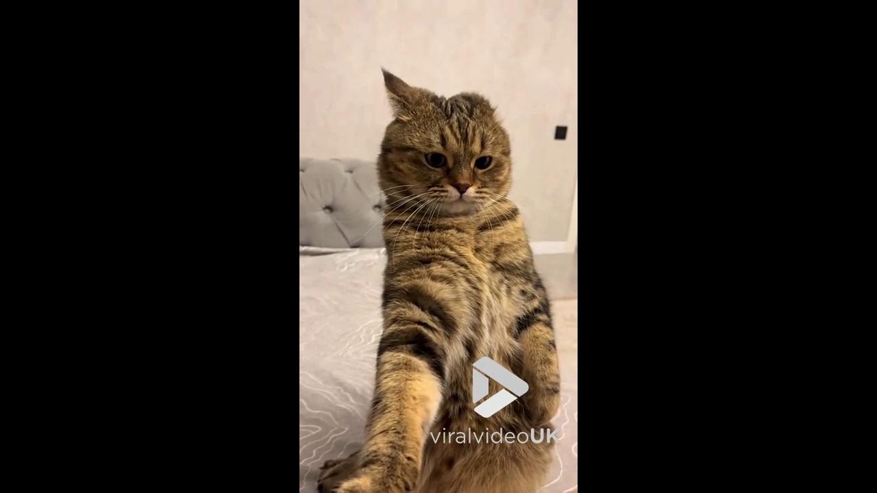 Video thumbnail for VV5073 Cat grabs owners skin during play time