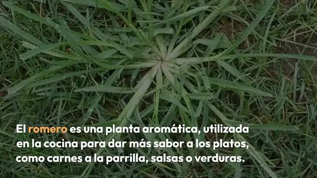 Video thumbnail for ¿Cómo y cuándo podar el romero para obtener grandes plantas “tupidas”?