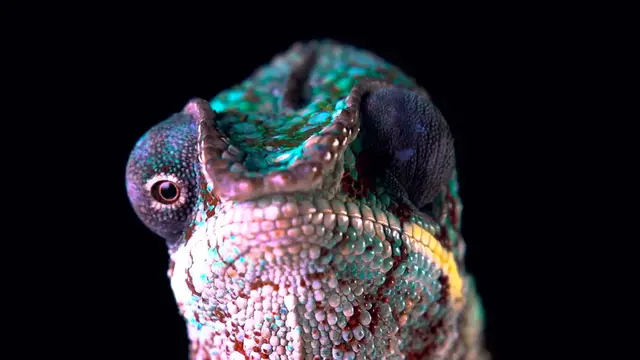 Video thumbnail for Chameleon Dolby Vision   Closer Look