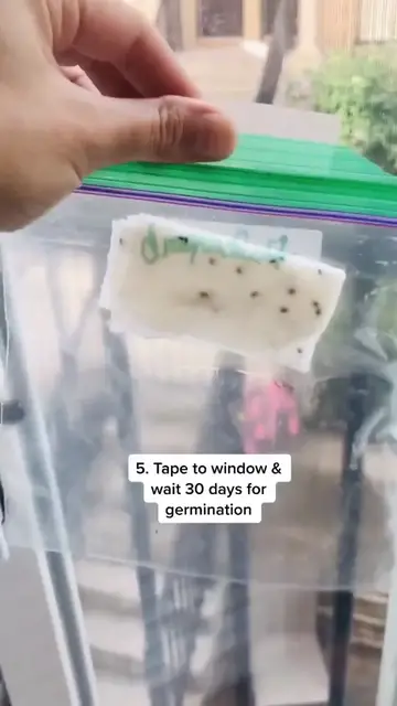 Video thumbnail for How to grow dragonfruit in 5 steps