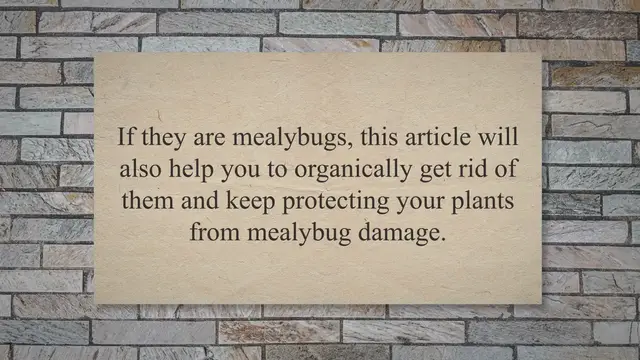 Video thumbnail for Mealybugs: white cotton-looking bugs on your vegetable plants?