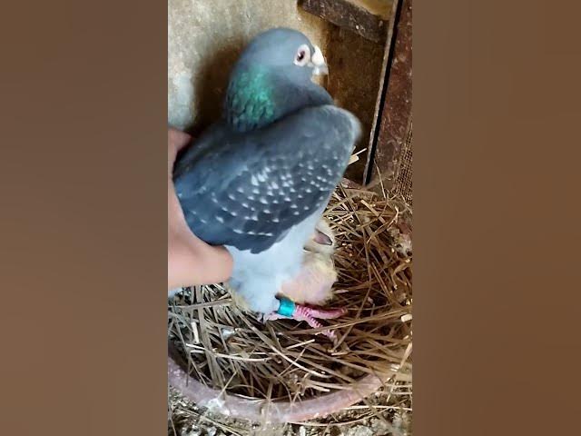 Video thumbnail for #shorts #pigeon #babypigeon #cutebirds #birdlover #nature #viral #trending #animals #foryou