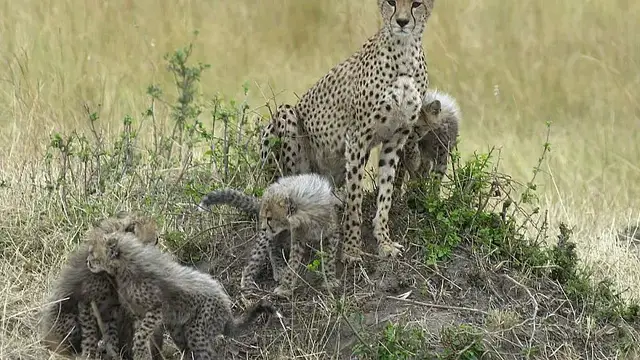 'Video thumbnail for Somaliland: eleven cheetah cubs rescued from illegal trade in exotic pets'