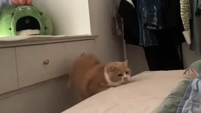 Video thumbnail for Cat slips while jumping on bed chasing red dot in Anhui