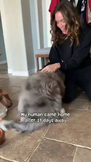 Video thumbnail for Overjoyed Dog Reunites with Human after Seventeen Days Apart
