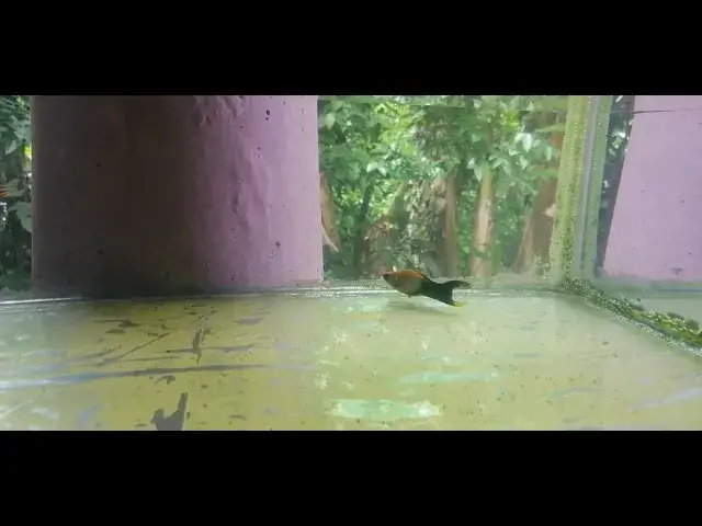 'Video thumbnail for Small Fish Tank'