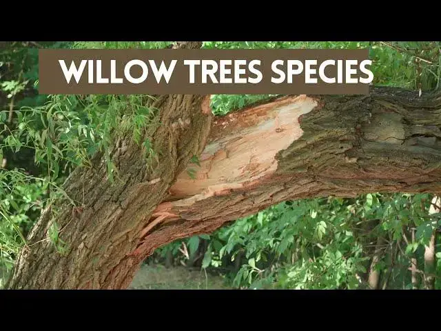 Video thumbnail for 4 Different Types of Willow Trees Species