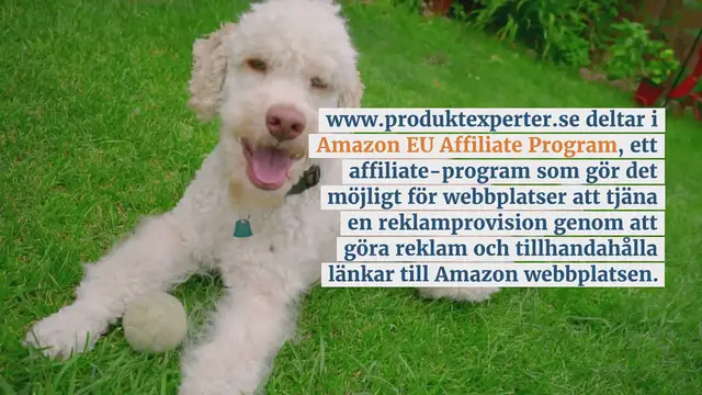 Video thumbnail for Topp 5 bästa hundbäddar