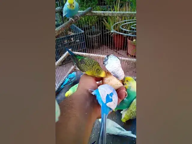 'Video thumbnail for 💤 Beruhigende Wellensittich Laute zum Entspannen 🎧🐦 #Entspannung#Vögel #Wellensittich #Kurzvideo'