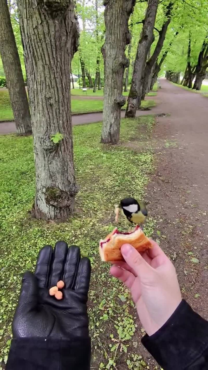 Video thumbnail for Curious Bird and Brave Squirrel Share a Snack in the Park