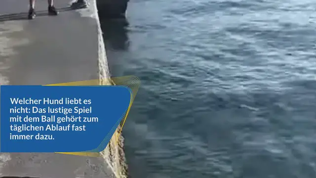 Video thumbnail for Lustiges Wasserspiel: Was dieser Hund mit seinem Ball macht, sorgt für Lachtränen