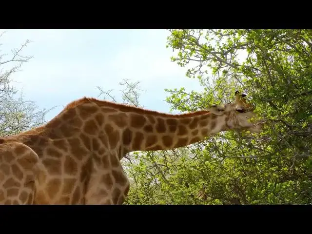 Video thumbnail for Giraffe Eating Leafs of a Tree