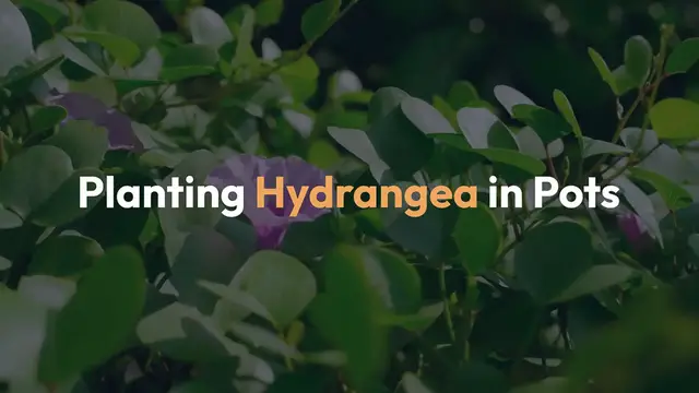 Video thumbnail for Planting Hydrangea in Pots