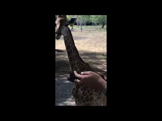 Video thumbnail for Giraffes