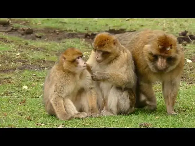 Video thumbnail for Funny Monkeys Grooming