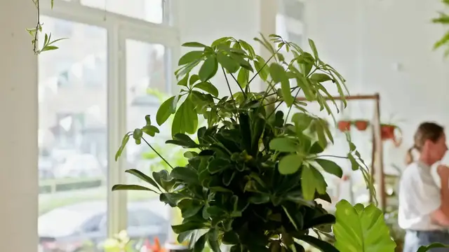 Video thumbnail for Pruning a Pothos Plant