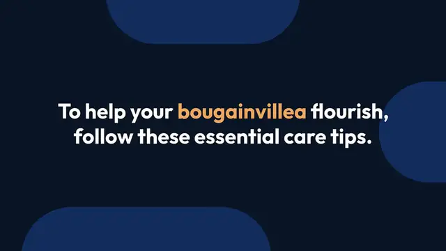 Video thumbnail for Caring for Bougainvillea Plants