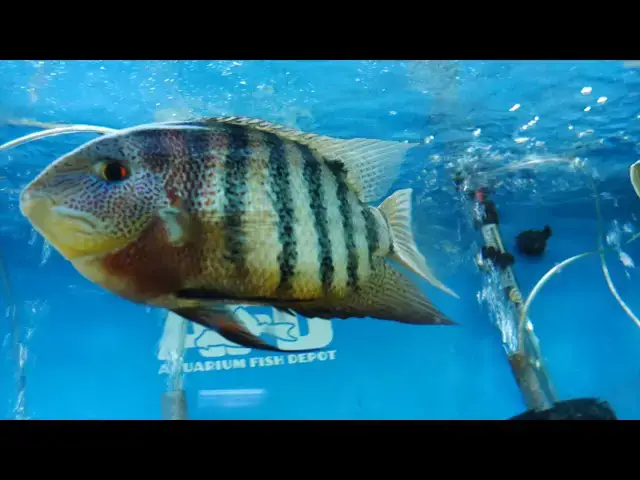 Video thumbnail for Aquarium Fish Depot - San Diego Fish Store Road Trip