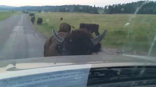 Video thumbnail for Bison Charges Truck at Custer State Park!