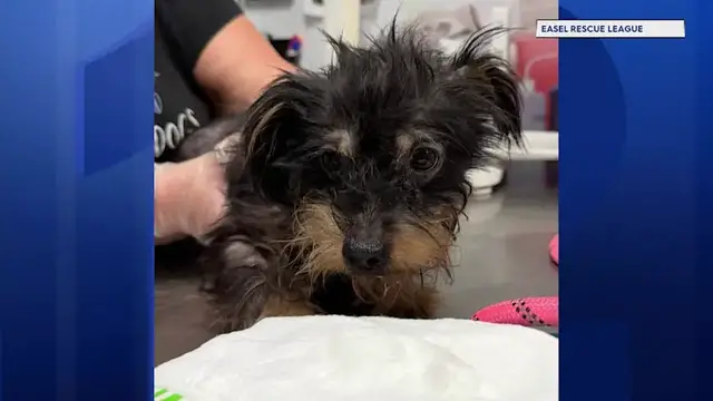 Video thumbnail for Two dozen dogs rescued from Ewing home, woman faces animal cruelty charges