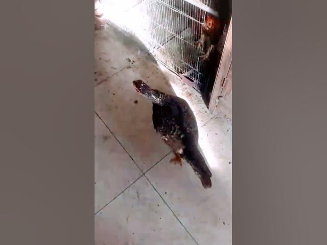 Video thumbnail for 27 January 2026