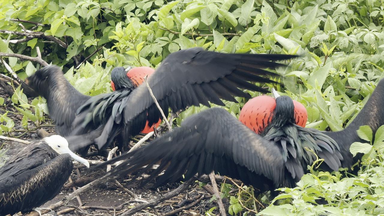 Video thumbnail for Two Red-Chested Birds Compete to Win an Uninterested Female