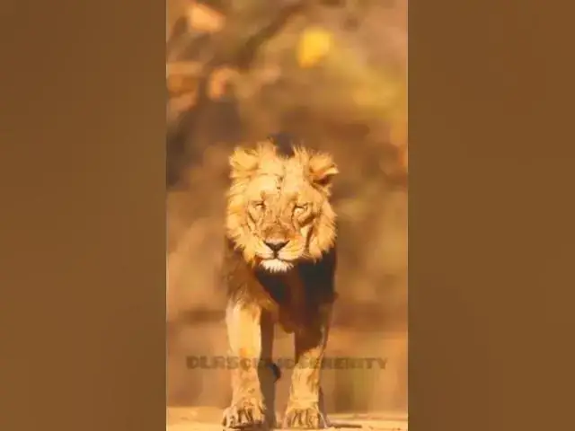 'Video thumbnail for Brave King Walk Alone || Lion'