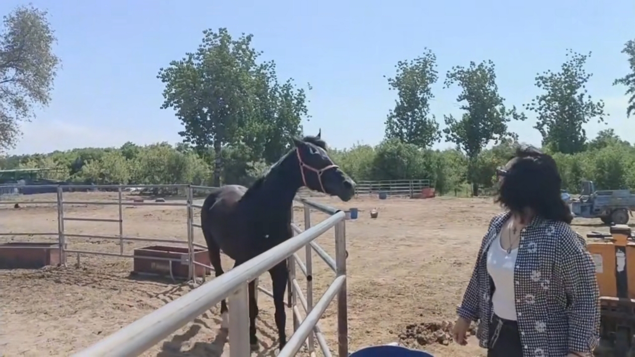Video thumbnail for Playful Horse Gets Close to Camera in Hebei