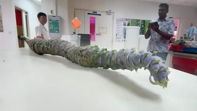 'Video thumbnail for Largest kohlrabi - 2.32 metres (7 ft 7.3 in) grown by Gregory K.K. Chow'