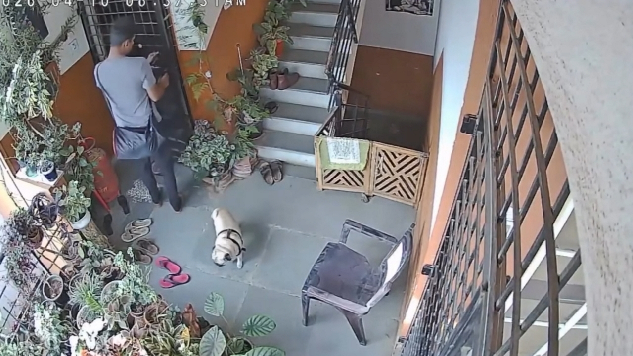 Video thumbnail for Pug Unintentionally Escapes Outside and Gets Carried Back Inside in Bengaluru