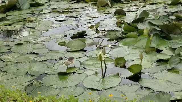 Video thumbnail for Bird Yoga: Heron Hunting Insects In A lotus Pond