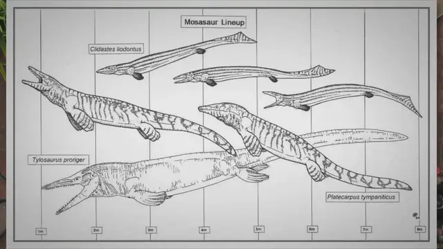 Video thumbnail for Reptilian Characteristics: Unveiling Their Scaled Secrets and Extraordinary Traits