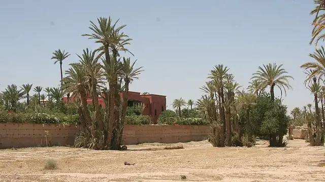 'Video thumbnail for Rising temperatures threaten the survival of Morocco's palm groves'