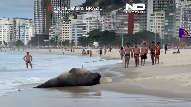 Video thumbnail for Unexpected beach guest: Elephant seal draws crowds in Rio