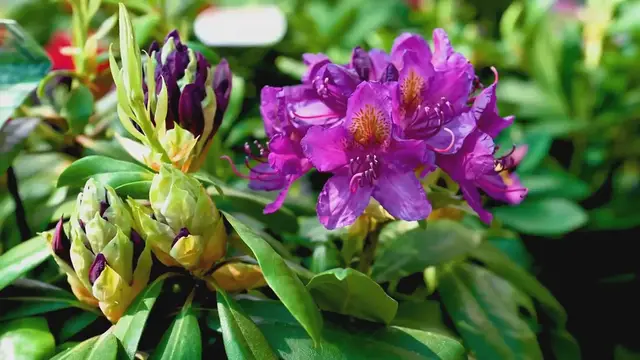 Video thumbnail for Nova Zembla Rhododendron