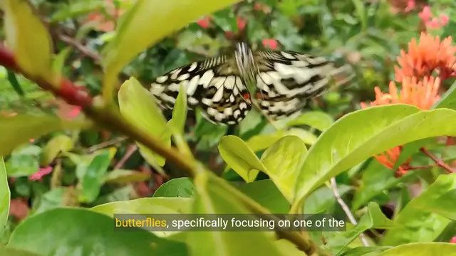 Video thumbnail for The Enchanting World of Morpho Butterflies  Most Beautiful Butterfly on Planet Earth
