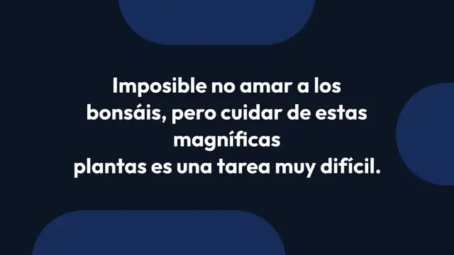 Video thumbnail for Ficus Bonsai en casa, ama este lugar: si lo dejas aquí vivirá para siempre